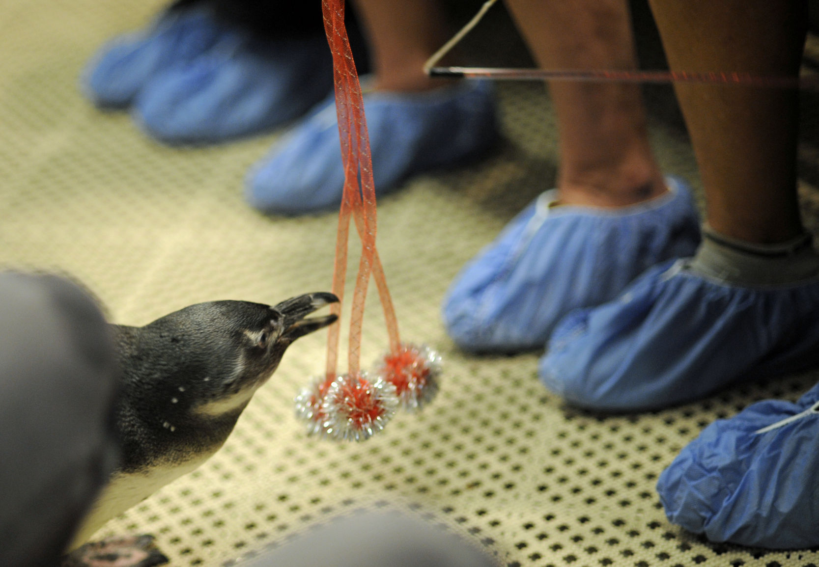 penguin_gso_encounter003.JPG